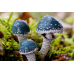 Мицелий Строфарии сине-зеленой / Псилоцибе аеругиноса (Stropharia aeruginosa)
